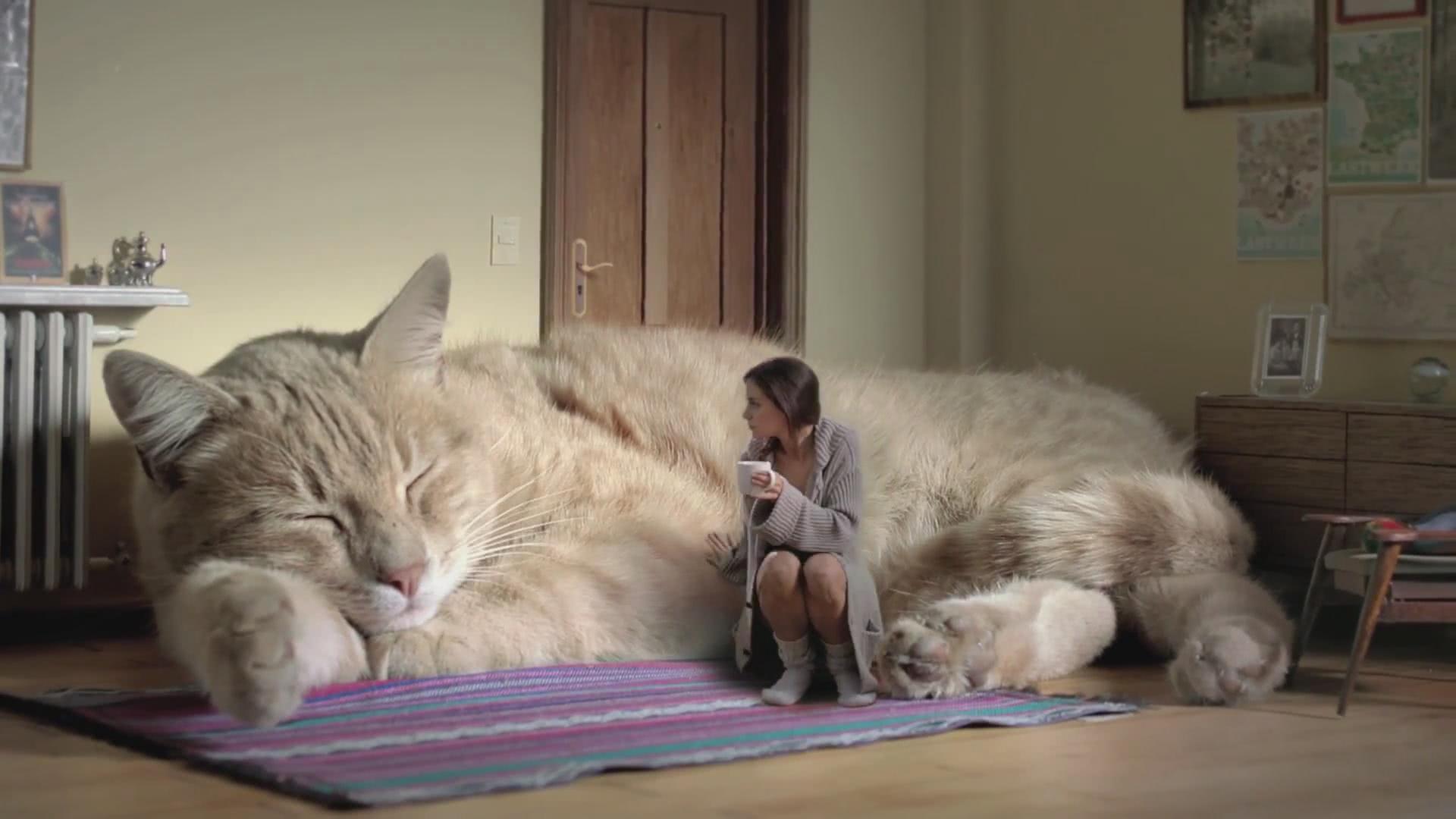 Biggest Cat In The World - realanimals.net