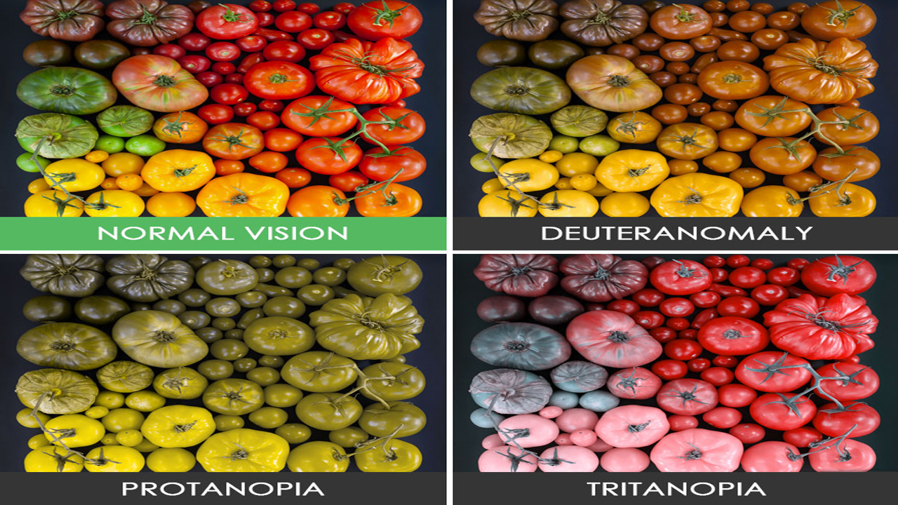 HOW COLOR BLIND PEOPLE SEE THE WORLD Facts Verse