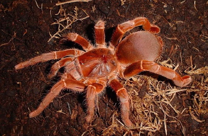 spiders tarantula tawny spider