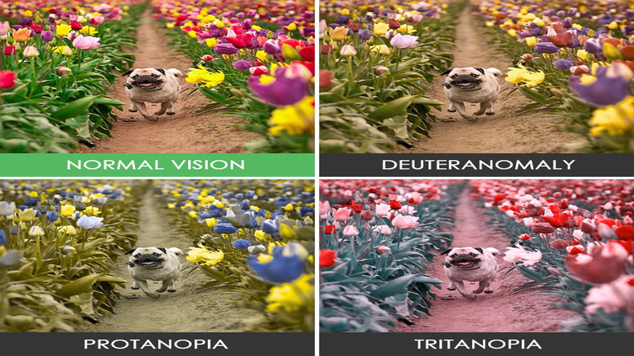 how-color-blind-people-see-the-world-facts-verse