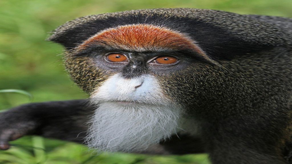 10 Most Expensive Animals In The World Facts Verse