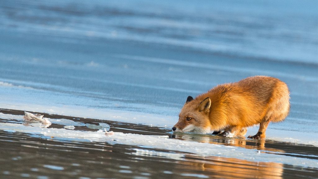 Top 10 Animals Frozen In Time Facts Verse