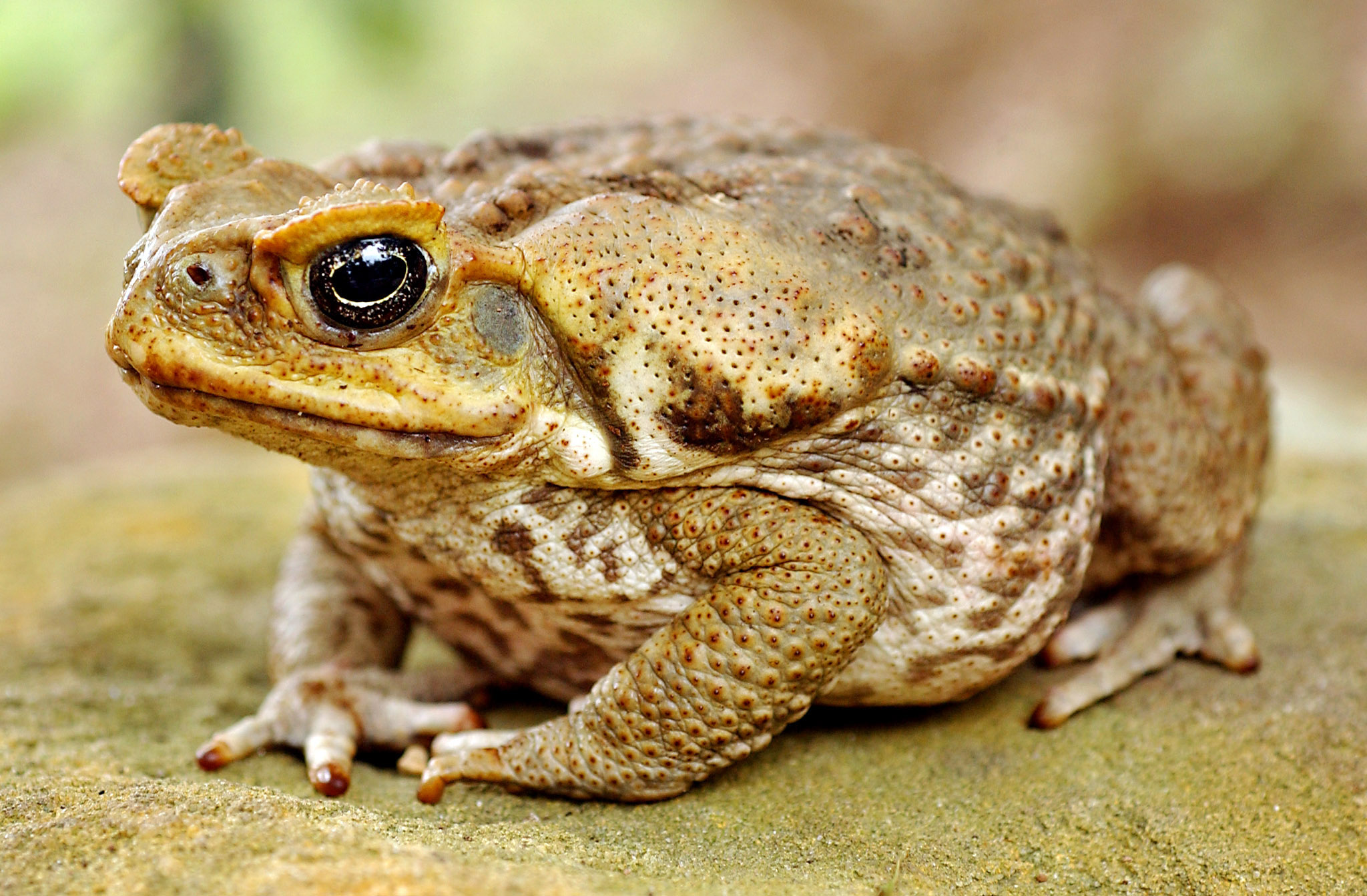 Жаба фото. Жаба ага. Жаба ага Bufo Marinus. Тростниковая жаба в Австралии. Тростниковая жаба (Bufo Marinus).