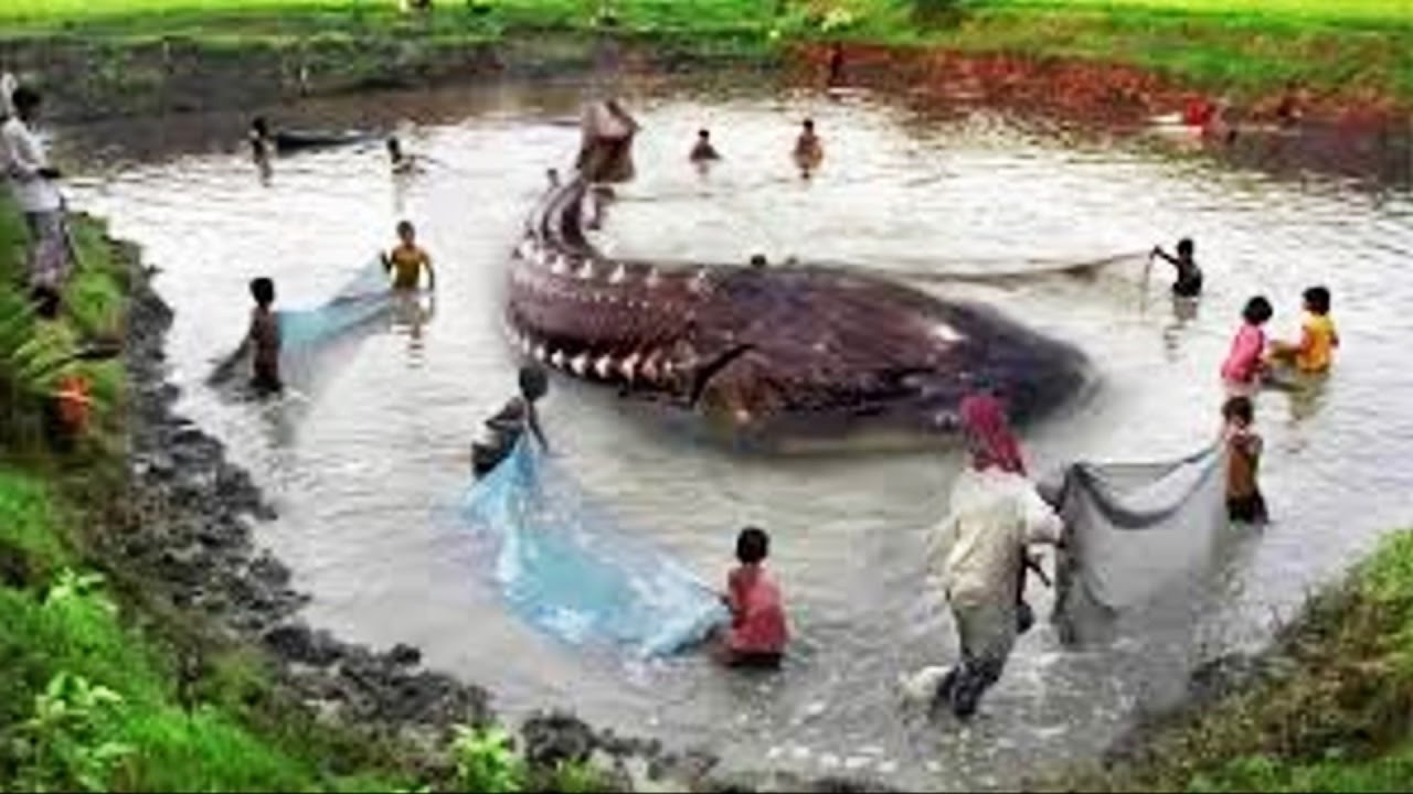 The World's Largest Fish