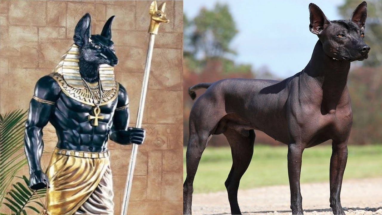 10 Most Ancient Dog Breeds On Earth - Facts Verse