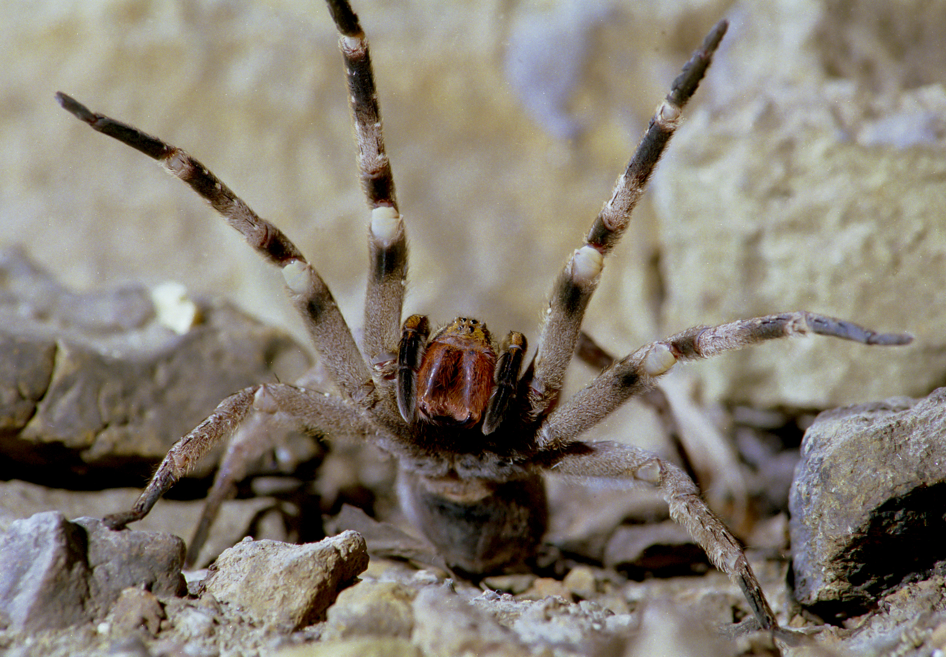 can a wandering spider kill you