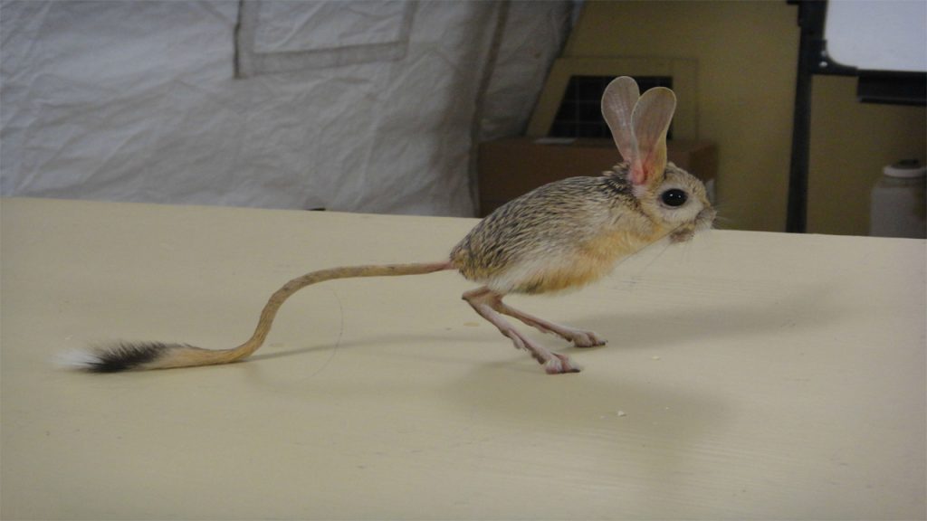 10 Fascinating Dwarf Animals You Wont Believe Exist - Facts Verse