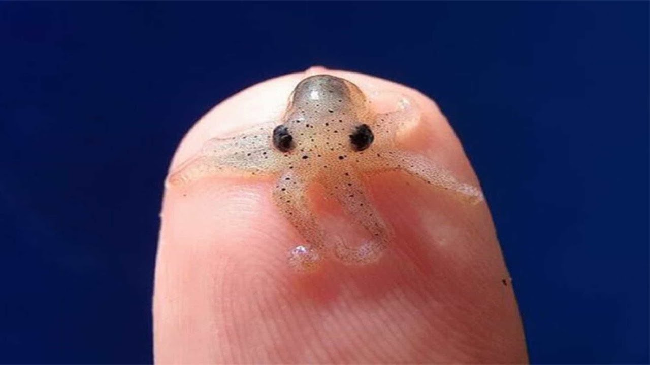 Smallest Animal On Earth - animaljkl