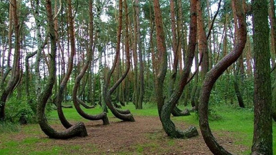 The Strange Reason Thousands Of Trees Suddenly Appeared In China