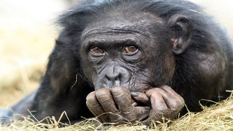 Why Haven T All Primates Evolved Into Humans Facts Verse Why Haven T All Primates Evolved Into Humans Facts Verse