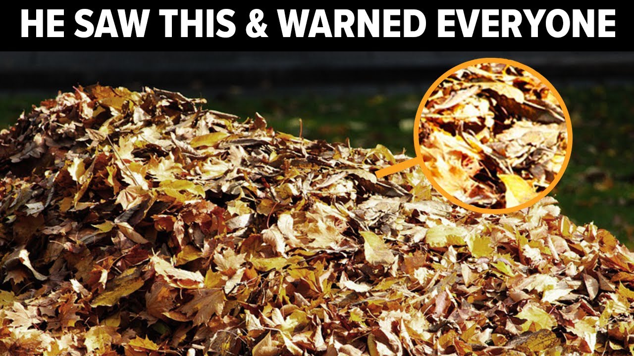 When This UPS Driver Saw Something Moving In Fallen Leaves, He Knew He ...
